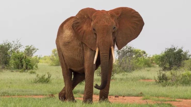 ¡Adiós Dida! Murió la elefanta con los colmillos más largos de Kenia