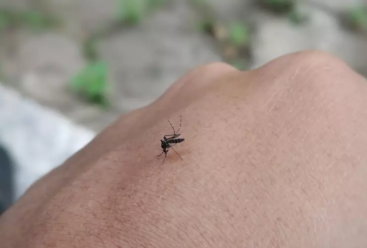 El repelente casero para mosquitos que es popular en TikTok
