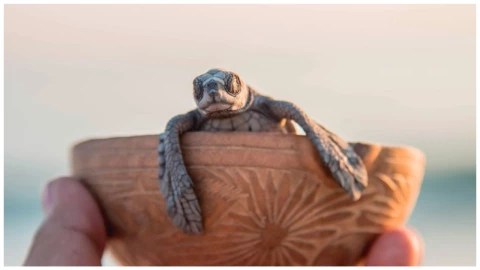 pueblo mágico mazunte tortugas