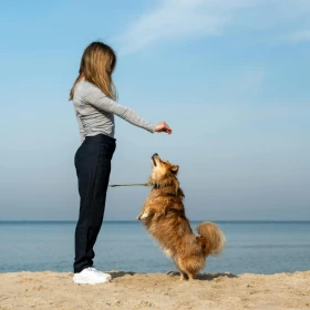 perro (2).png