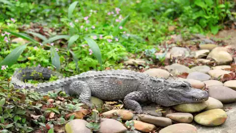 Reportan cocodrilo muerto en la carretera de Chetumal