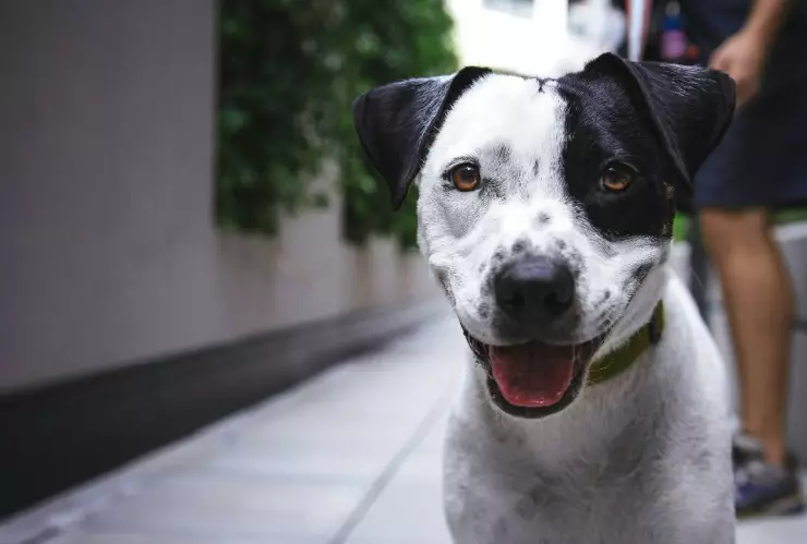 Por crueldad animal en Yucatán, mujer es vinculada a proceso