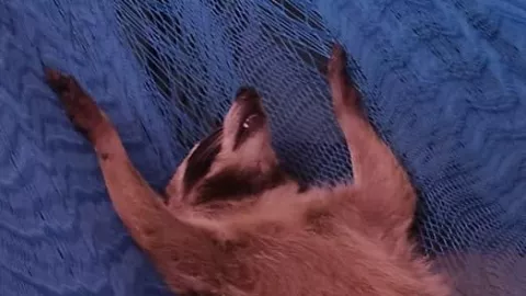 mapache yucateco pedro pedro