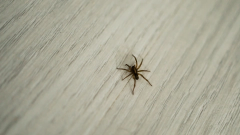 El aspecto de una pequeña araña de hogar