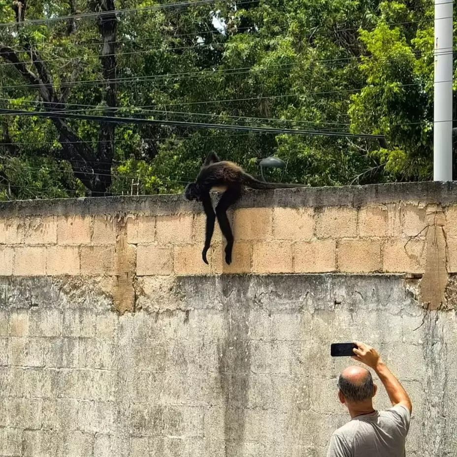 Mono arañana en Cancún pasea antes del huracán Beryl