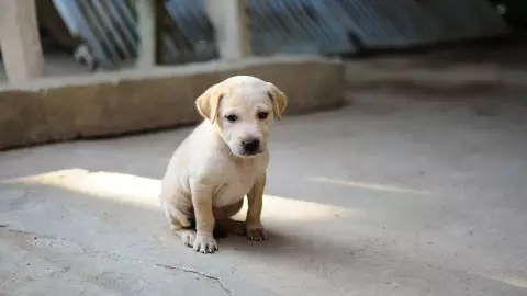 Sujeto patea e perrito en plena vía pública