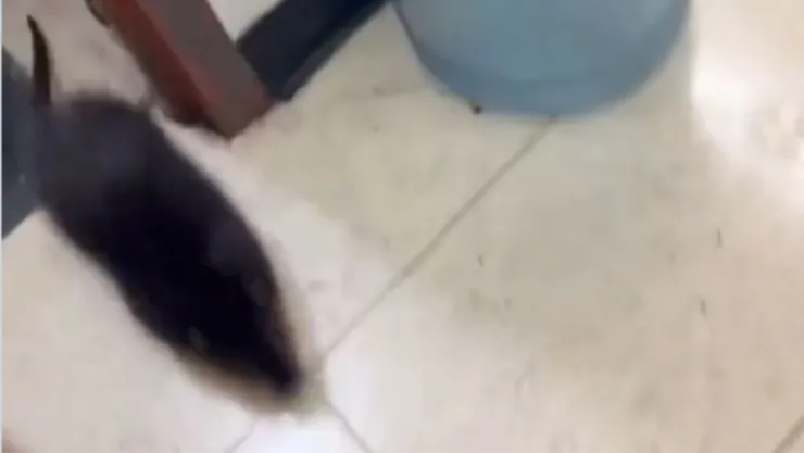 VIDEO | Monstruosa rata es captada dentro de una universidad; su tamaño sorprendió a estudiantes