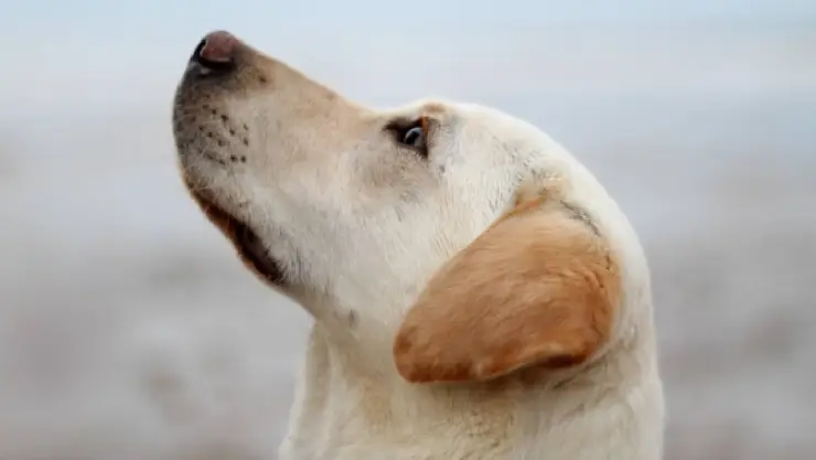 Masivo envenenamiento de perros en Nuevo León
