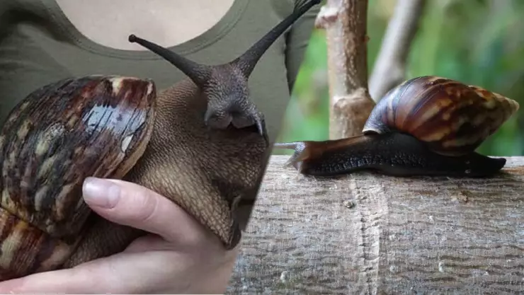 Caracoles africanos gigantes.jpg