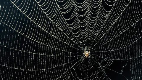 Araña vampiro que se alimenta de sangre