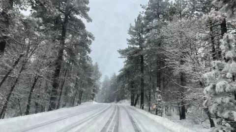 Bosque nevado en Estados Unidos