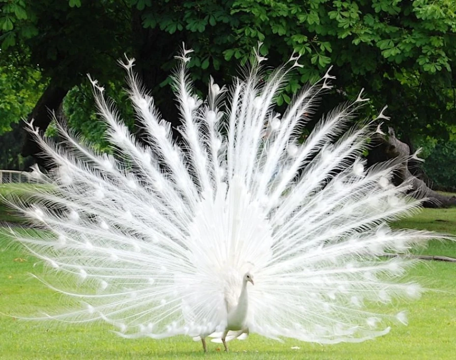 pavorrealalbino.jpg