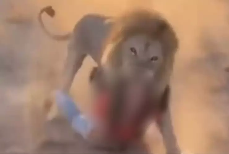 ¿Qué se sabe del video del león que muerde a una mujer en la cabeza?