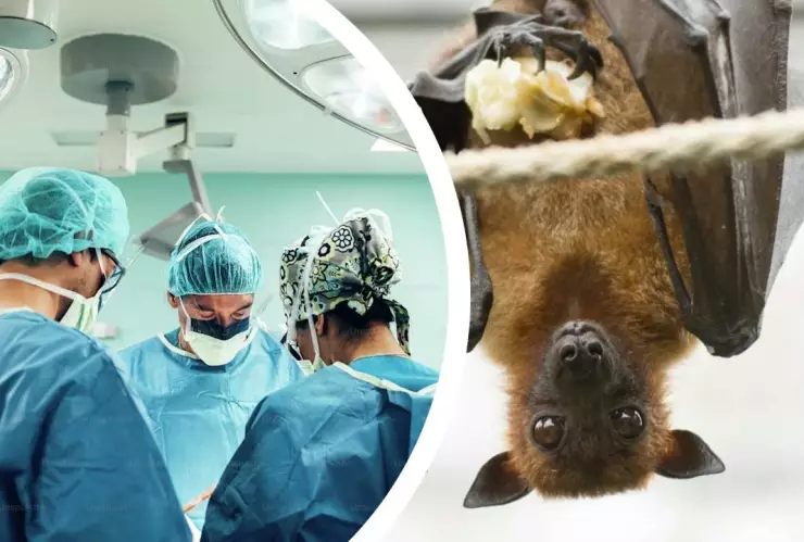 Alerta por brote de Nipah, un virus letal para humanos: Aquí sus síntomas