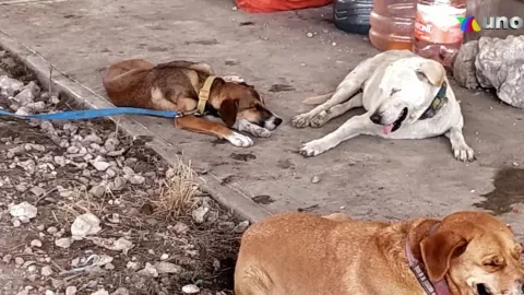 Continúa abandono de perros y gatos en Tekax