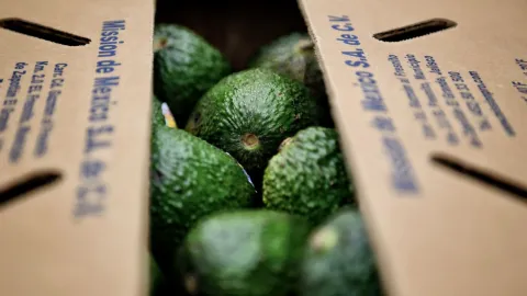 Suspenden envío de aguacate de Michoacán a Estados Unidos