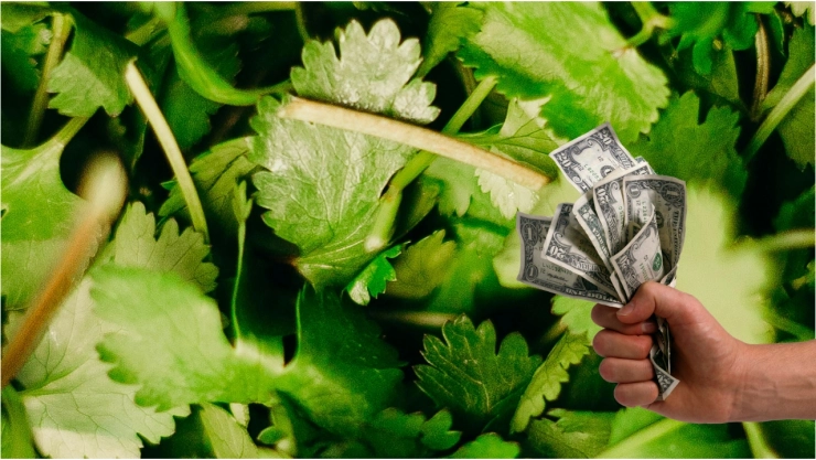 Este es el costo del cilantro por sequía en Aguascalientes HOY 22 de junio