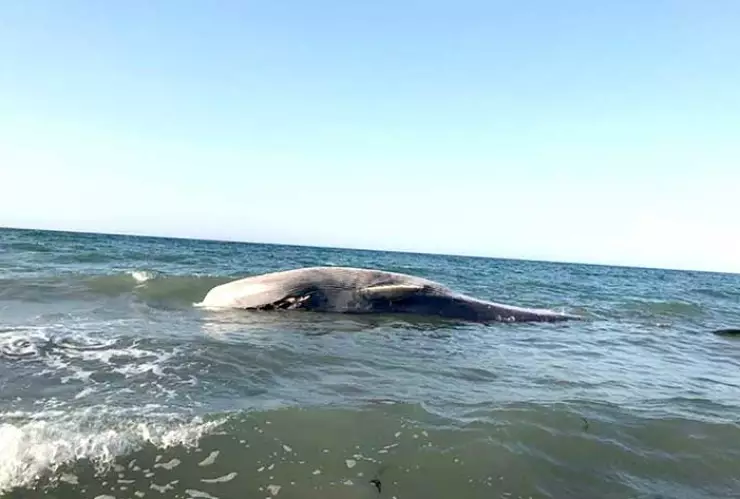 BALLENA MUERTA.jpg