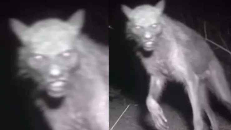 Captan a nahual en Oaxaca