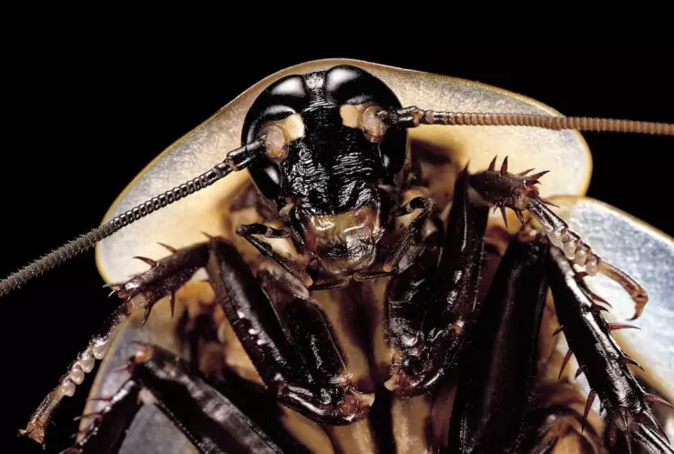 cucaracha carnívora