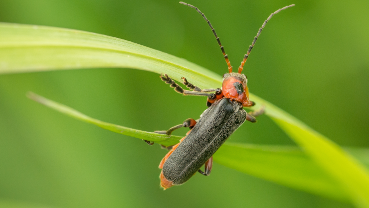 luciérnagas en Morelos.