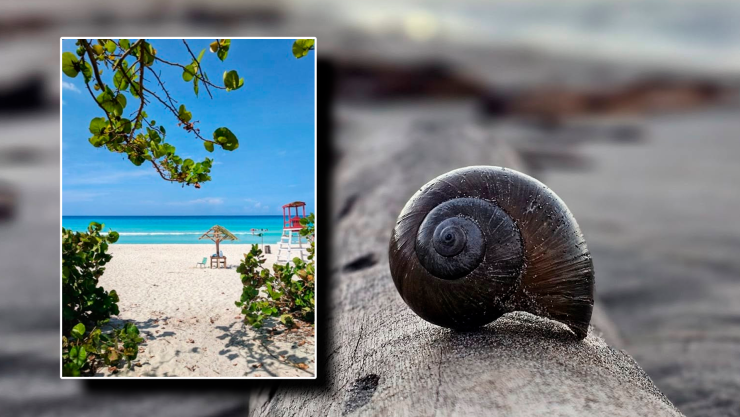 Las 5 joyas costeras de Tabasco que debes conocer ¡Guía de playas para visitar! 