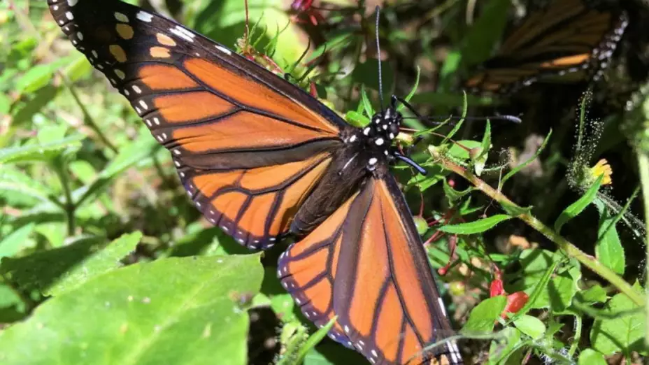 mariposa monarca Lista Roja peligro