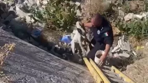 Rescate perro.jpg