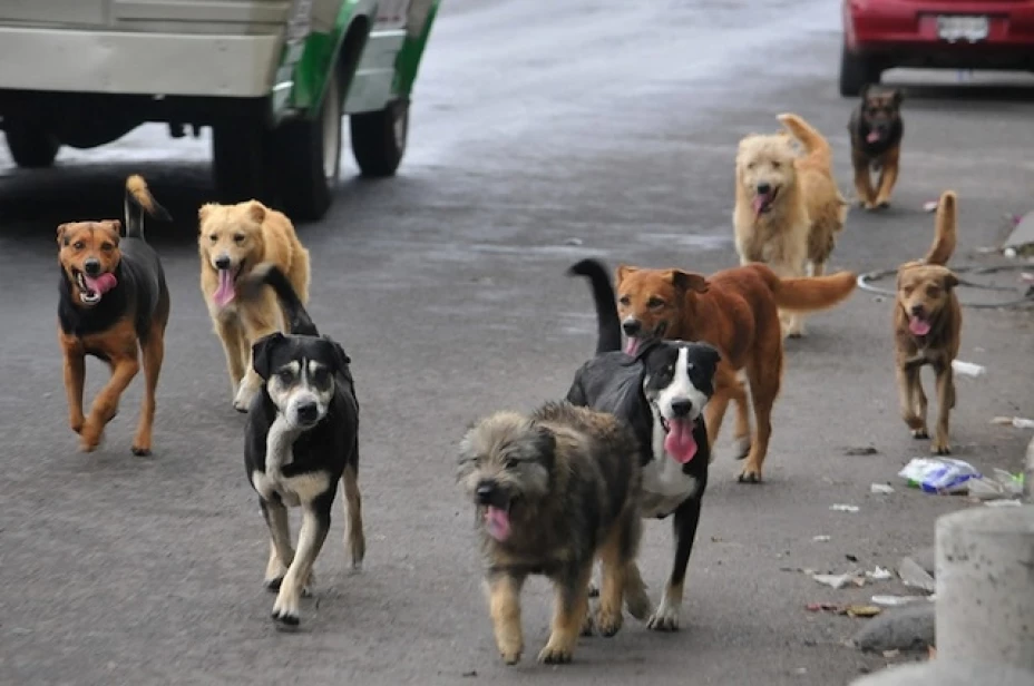 Joven pide consejo para matar perros callejeros