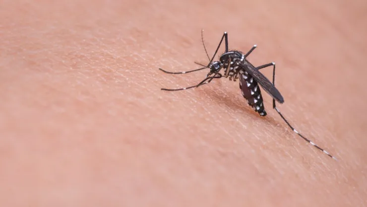 ¿Cómo ahuyentar a los mosquitos de tu casa con un repelente casero?