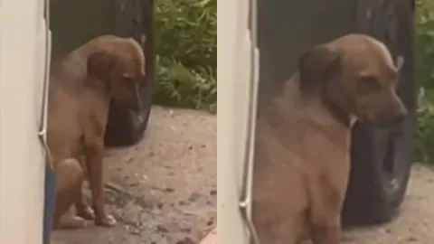 Perrito en la calle durante huracán Norma en La Paz