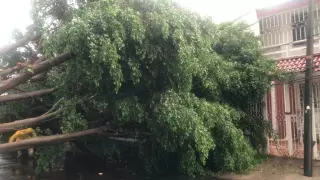 Caída de árbol en el AMG tras tormenta del viernes 21 de julio.