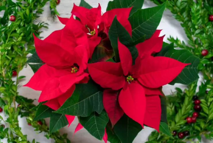 Como cuidar la flor de Nochebuena.