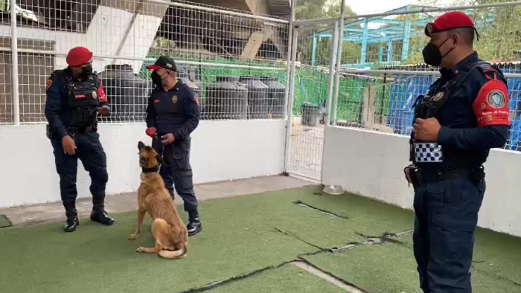 perrita rescatada cdmx policía bancarios