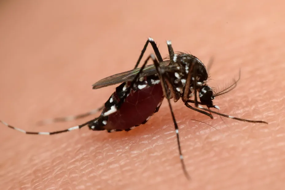 Mosquito Vasuta Thitayarak.jpg
