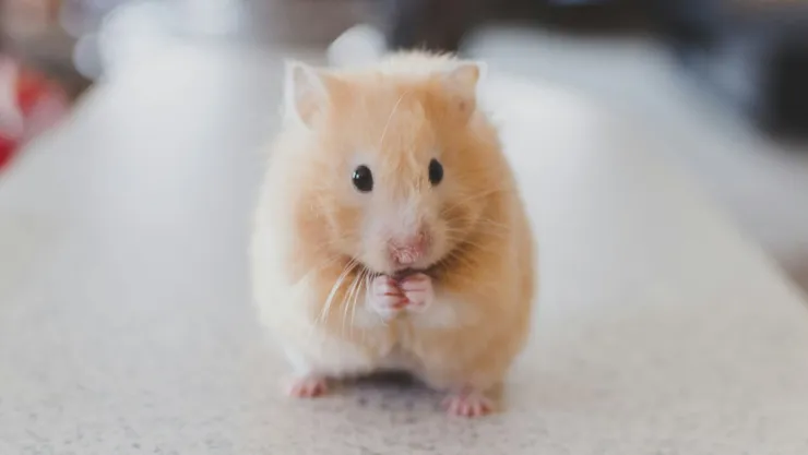 Muchas personas se han preguntado en días recientes si tener un hámster en casa aumenta el riesgo de contagio de hantavirus.