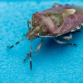 Diferencias entre chinche besucona y chinche de cama: Qué es la enfermedad de Chagas y cómo prevenir la picadura
