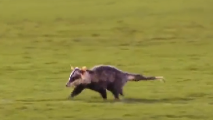 Zarigüeya se roba el show en partido de Brasil