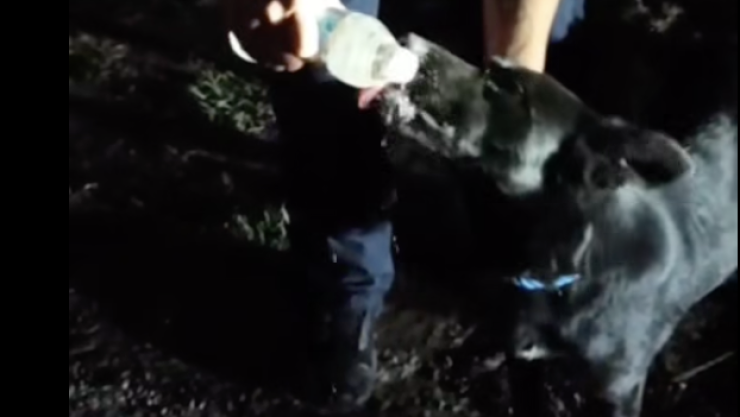 Perrito