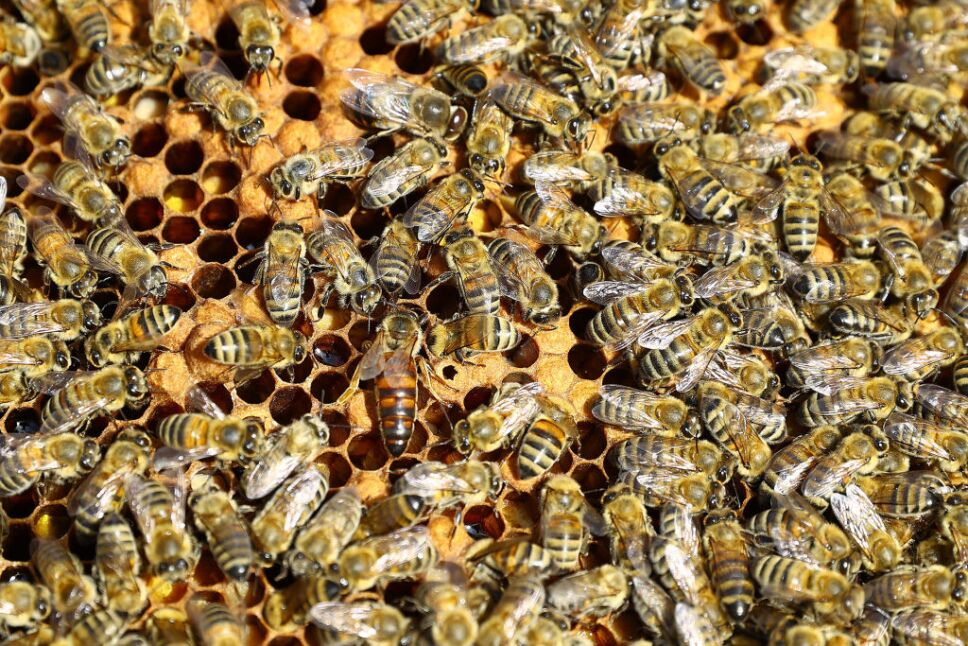 Pareja descubre que 450 mil abejas vivieron en su pared por 35 años