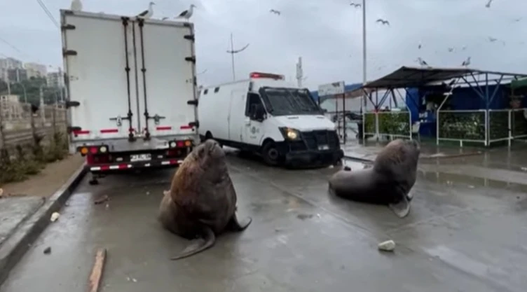 Leones Marinos protestan en Chile