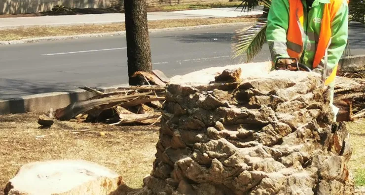 Tronco de palmera enferma.jpeg