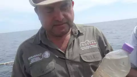 Agua tortugas golfinas