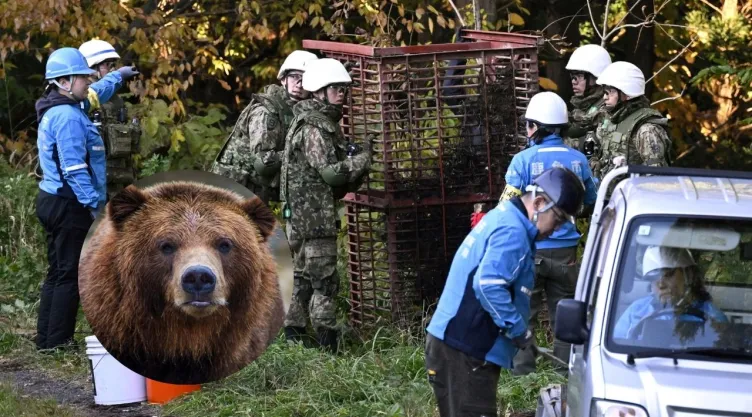 Miembros de las Fuerzas de Autodefensa de Japón (JSDF) instalan una trampa para osos en Kazuno, prefectura de Akita , Japón, en esta fotografía tomada por Kyodo el 5 de noviembre de 2025.