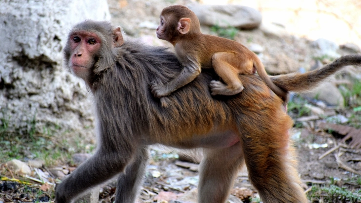 monos choque camion eu