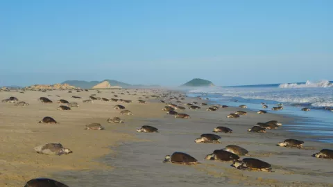 VIDEO | Llegan más tortugas golfina a las playas de Oaxaca