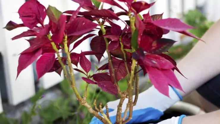 Cómo reproducir una flor de nochebuena con un esqueje