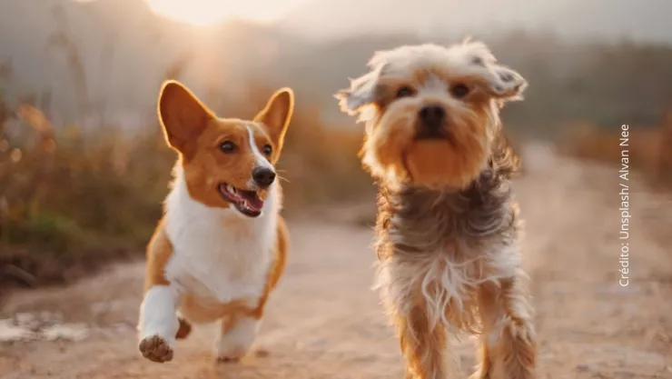 Hombre revela cómo rescató a perritos que cayeron en socavón de Puebla.