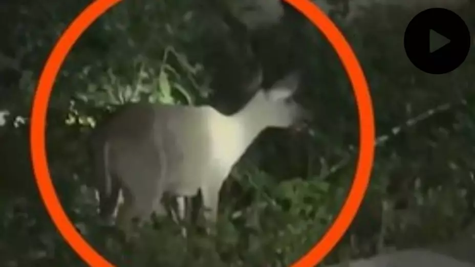 PORTADA venado en Yucatán.jpg