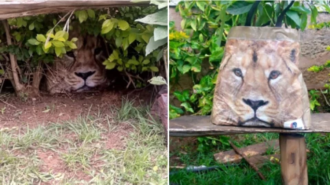 León escondido resulta ser una bolsa de supermercado